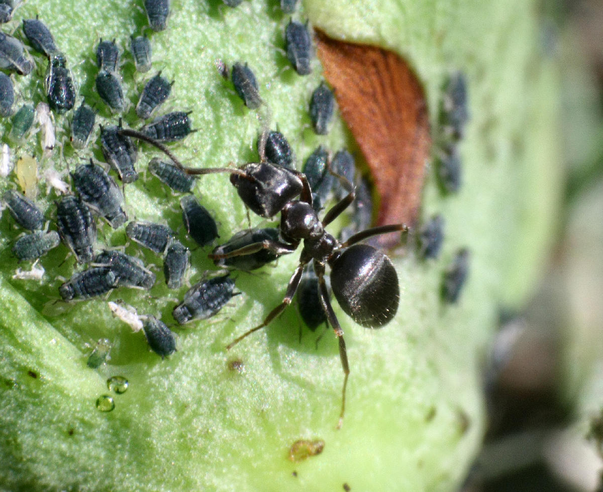 Formica (Lasius sp.) con afidi